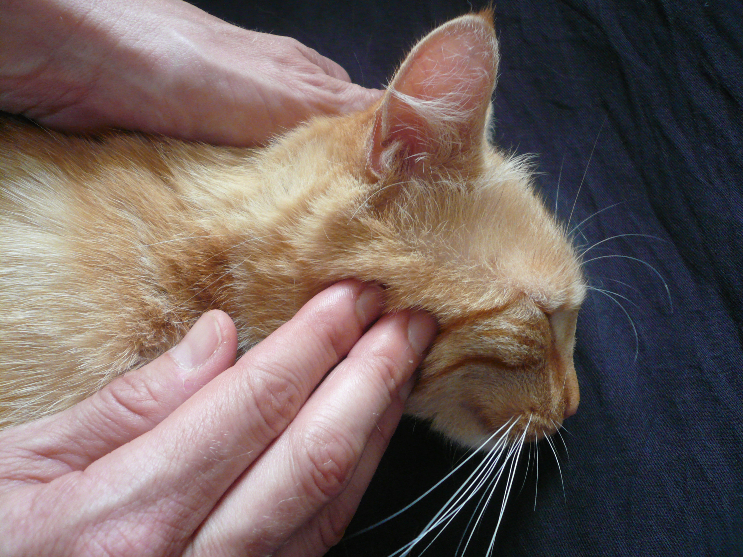 Kiefermuskulatur lösen bei der Katze